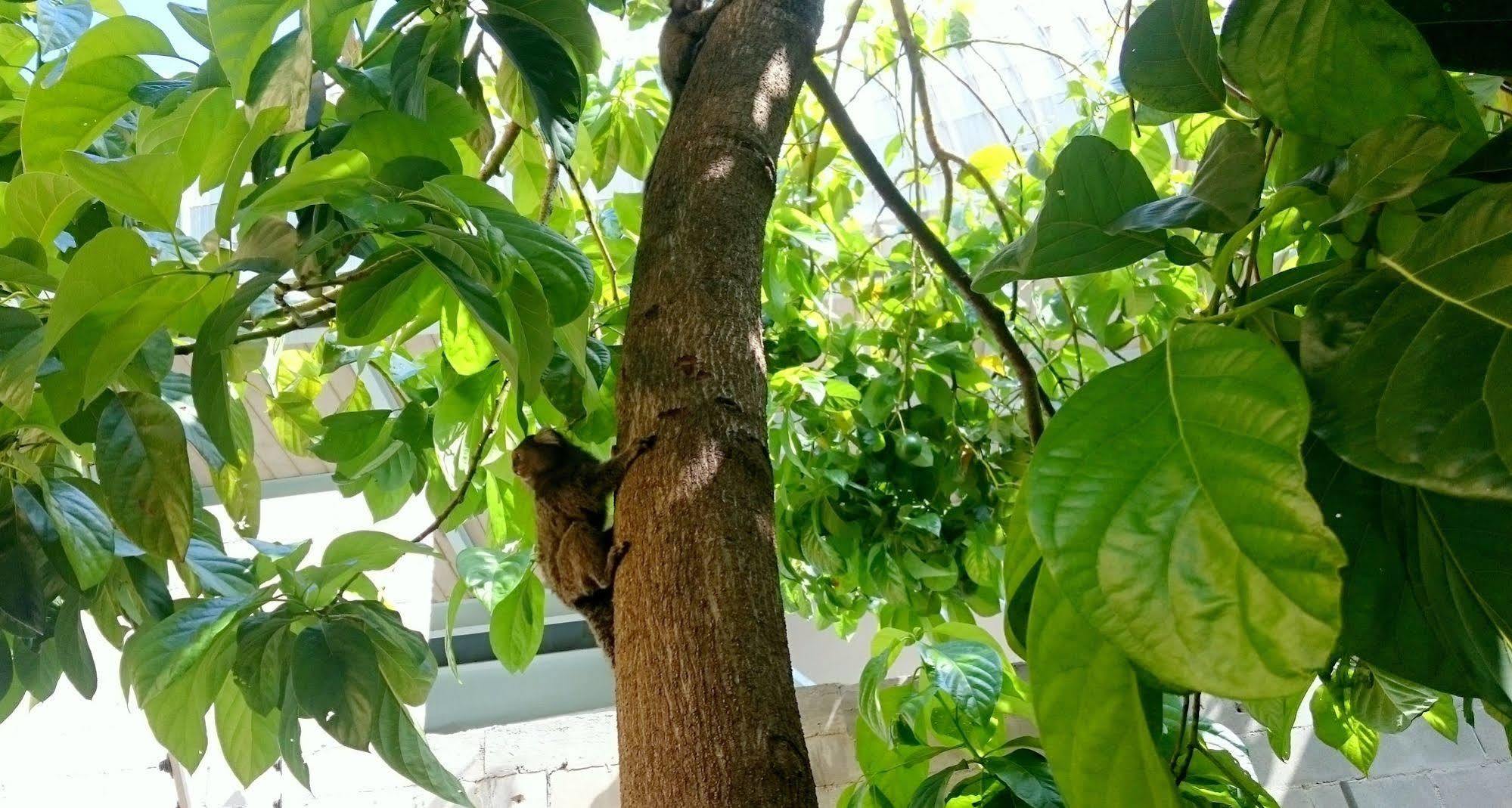 Gavea Bnb Ρίο ντε Τζανέιρο Εξωτερικό φωτογραφία